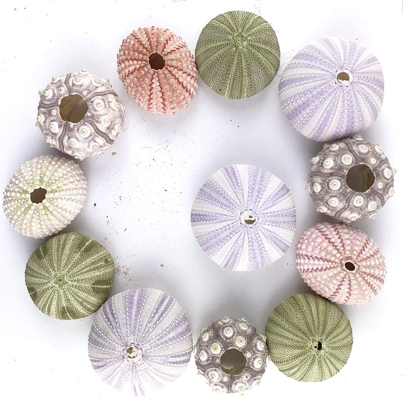 Worlds Assorted Natural Sea Urchins for Air Plants,Craft and Decorations 12PC(1-1/4"-2-1/4"Inch) - Image 3